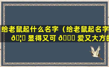 给老鼠起什么名字（给老鼠起名字 🦋 显得又可 💐 爱又大方的）